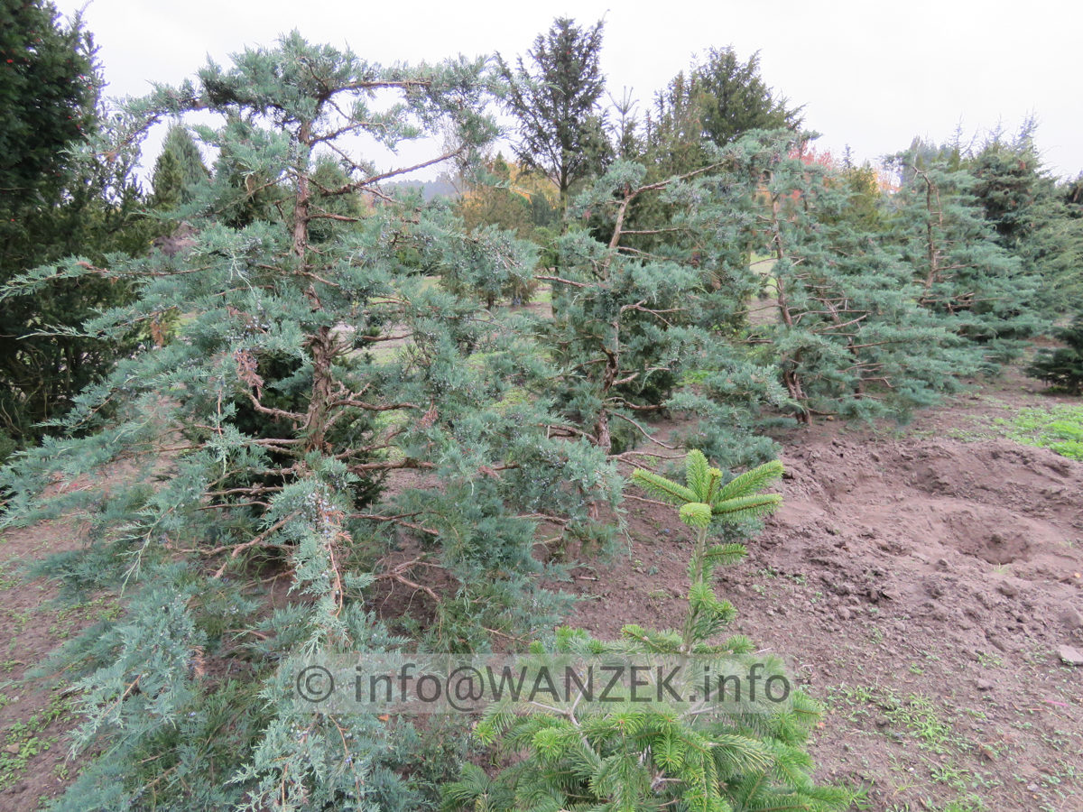 Juniperus virginiana Grey Owl Bonsai 04.JPG